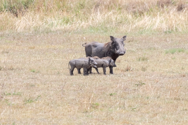 Warthog D10 Serengeti N Nyikani 231015 133648_