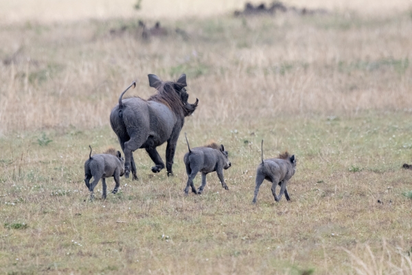 Warthog D10 Serengeti N Nyikani 231015 133900_