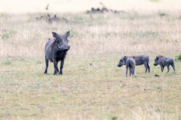 Warthog D10 Serengeti N Nyikani 231015 133908_