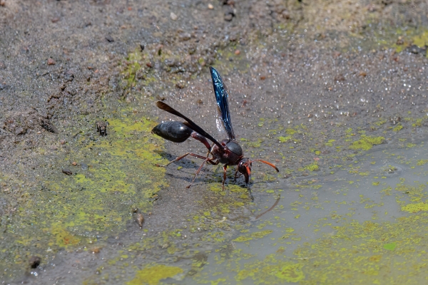 Wasp, Black Wasp D10 Serengeti N Nyikani 231015 130717 _01