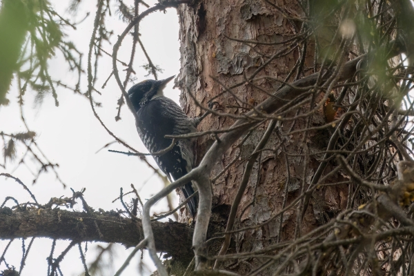 Woodpecker, 3-toed Day-09 Jasper IcefieldsPkwy 2022-09-23 24