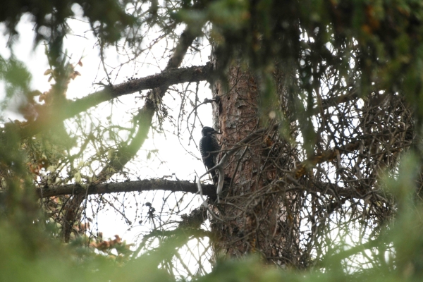 Woodpecker, 3-toed Day-09 Jasper IcefieldsPkwy 2022-09-23 35