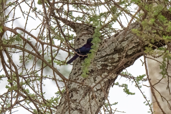 Zzz Black-bird D06 NgC to Serengeti C 231011 162035