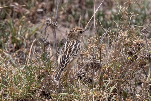 Zzz Cisticola, Zitting D06 NgC to Serengeti C 231011 125223 _01