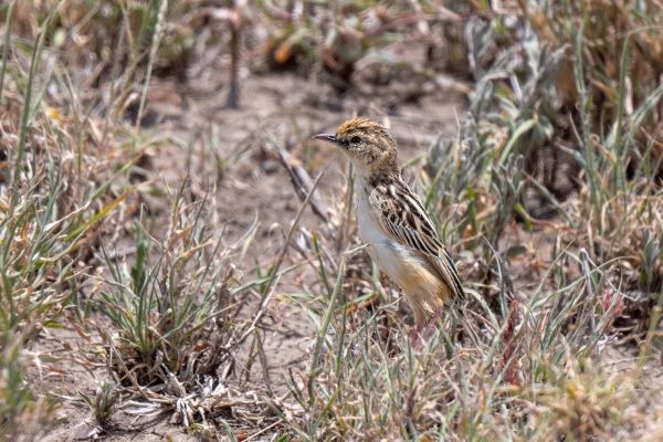 Zzz Cisticola, Zitting D06 NgC to Serengeti C 231011 125232_