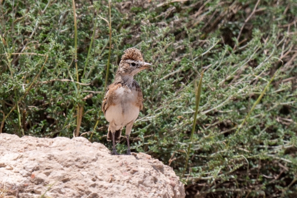 Zzz Lark, Red-capped D06 NgC to Serengeti C 231011 125527