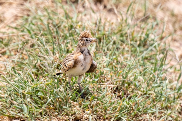 Zzz Lark, Red-capped D06 NgC to Serengeti C 231011 125617_