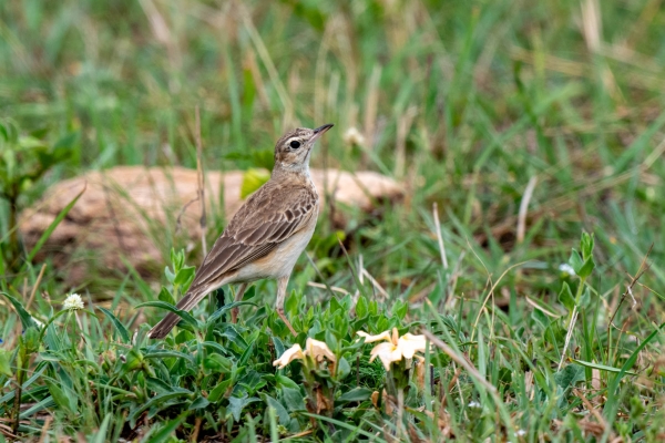 Zzz Pipit D11 Serengeti N Nyikani 231016 140754_