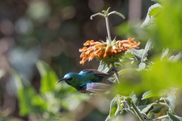 Zzz Sunbird D04 NgC 231009 153918_