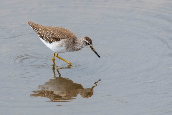 Zzz Yellowlegs D11 Serengeti N Nyikani 231016 141423