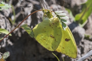 A-2017_03_22_Leon_TallTimbers - Cloudless Sulphur laying Eggs (1)