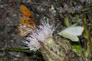 A-Brevard_Meritt Island_2017_02_27 - GS White and Gulf F sharing Thistle