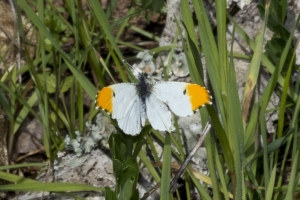 A-GA-Macon-Montezuma Bluffs_2017_03_03 - Orangetip, Falcate (3)_Large