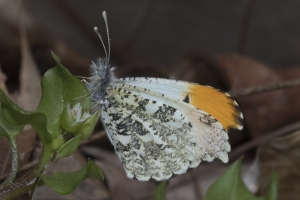 A-GA_Macon_MontezumaBluffs_2017_03_05 - Orangetip, Falcate (M) (1)