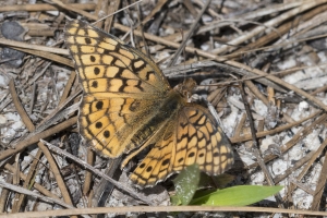 A-NABA_Hosford_SR379-2017_04_02 - Fritilliary, Variagated (5)-Fullsized