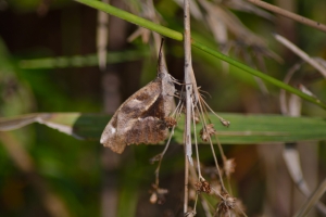 American Snout - NABA ARWEA 2013-11-03