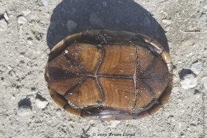 Apopka_North Shore Rec_02-08-2019 - Turtle, Striped Mud (1)