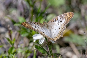 Apopka_WLDrive_02-08-2019 - Peacock, White (1)-Fullsized_2