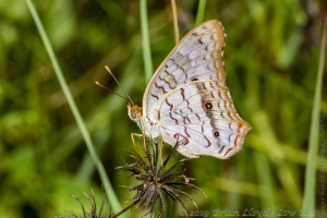 ARWEA Count_2019_10_06 - Peacock, White-FS