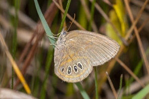 ARWEA Count_2019_10_06 - Satyr, Georgia-FS