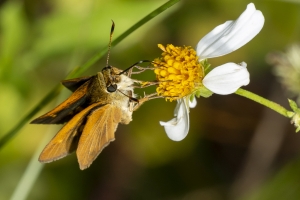 ARWEA Count_2019_10_06 - Skipper, Berry's (1)-FS