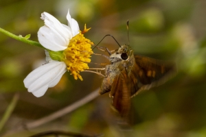 Broad-winged (M)