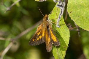 Broad-winged (F)