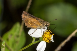 ARWEA Count_2019_10_06 - Skipper, Broken-dash, Northern-FS