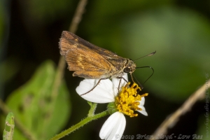 ARWEA Count_2019_10_06 - Skipper, Broken-dash, Northern-FS