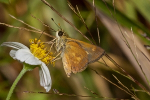 ARWEA Count_2019_10_06 - Skipper, Broken-dash, Southern-FS