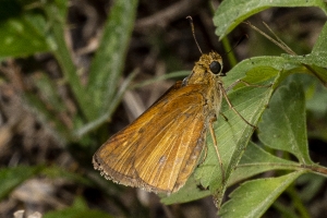 ARWEA Count_2019_10_06 - Skipper, Dion (1)-FS