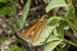 ARWEA Count_2019_10_06 - Skipper, Dion (2)-FS
