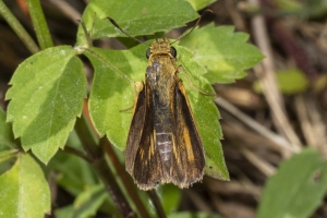 ARWEA Count_2019_10_06 - Skipper, Dion (3)-FS