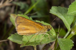 ARWEA Count_2019_10_06 - Skipper, Dion (4)-FS
