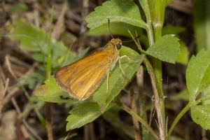 ARWEA Count_2019_10_06 - Skipper, Dion-FS