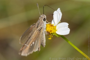 ARWEA Count_2019_10_06 - Skipper, Eufala (1)-FS