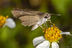 ARWEA Count_2019_10_06 - Skipper, Eufala (2)-FS
