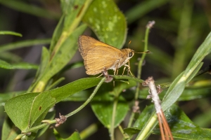 ARWEA Count_2019_10_06 - Skipper, Palatka (1)-FS