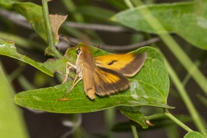 ARWEA Count_2019_10_06 - Skipper, Palatka (2)-FS