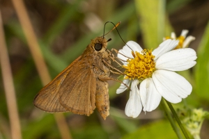ARWEA Count_2019_10_06 - Skipper, Palatka-FS