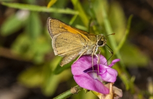 Polites