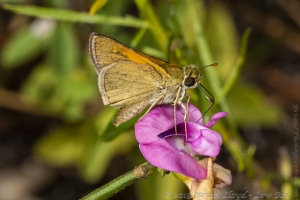 ARWEA Count_2019_10_06 - Skipper, Tawny-edged (1)-FS