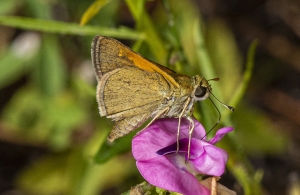 Tawny-edged *