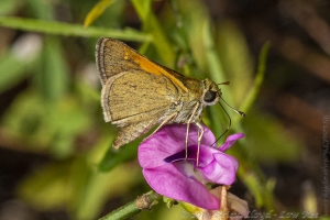 ARWEA Count_2019_10_06 - Skipper, Tawny-edged (2)-FS
