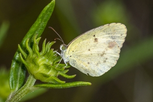 ARWEA Count_2019_10_06 - Yellow, Little-FS