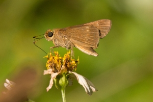 ARWEA-SandRd_2014-10-04 - Skipper, Ocola