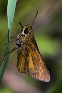 ARWEA_2015_10_03 - Skipper, Dion (4)_a_1