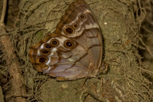 Aspalaga_2014-09-27 - Pearly-eye, Southern (3)-websized