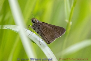 Skipper, Clouded