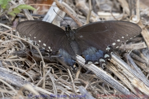 Audubon-BlackSwamp_2018_03_17 - Swallowtail, Spicebush (4)-Fullsized